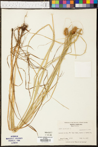 Carex squarrosa image