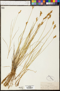 Carex scoparia var. scoparia image