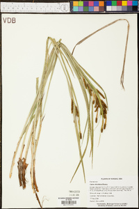 Carex shortiana image