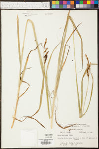 Carex shortiana image