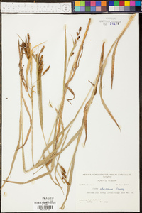 Carex shortiana image