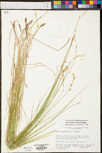 Carex straminea image