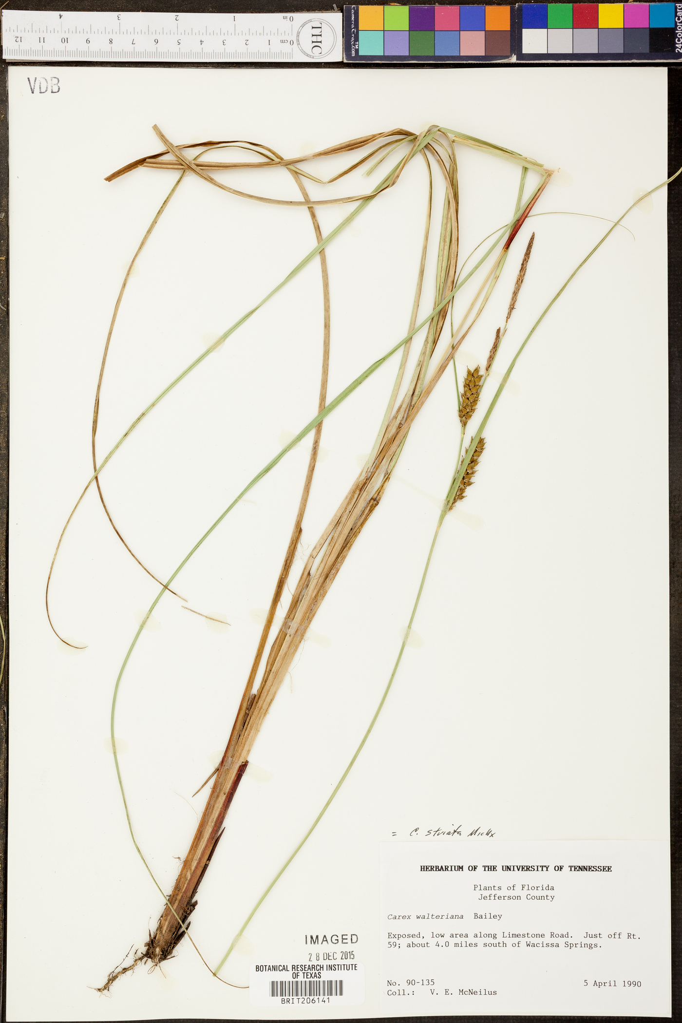 Carex walteriana image