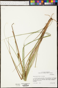 Carex striata var. striata image