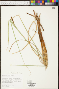 Carex walteriana image