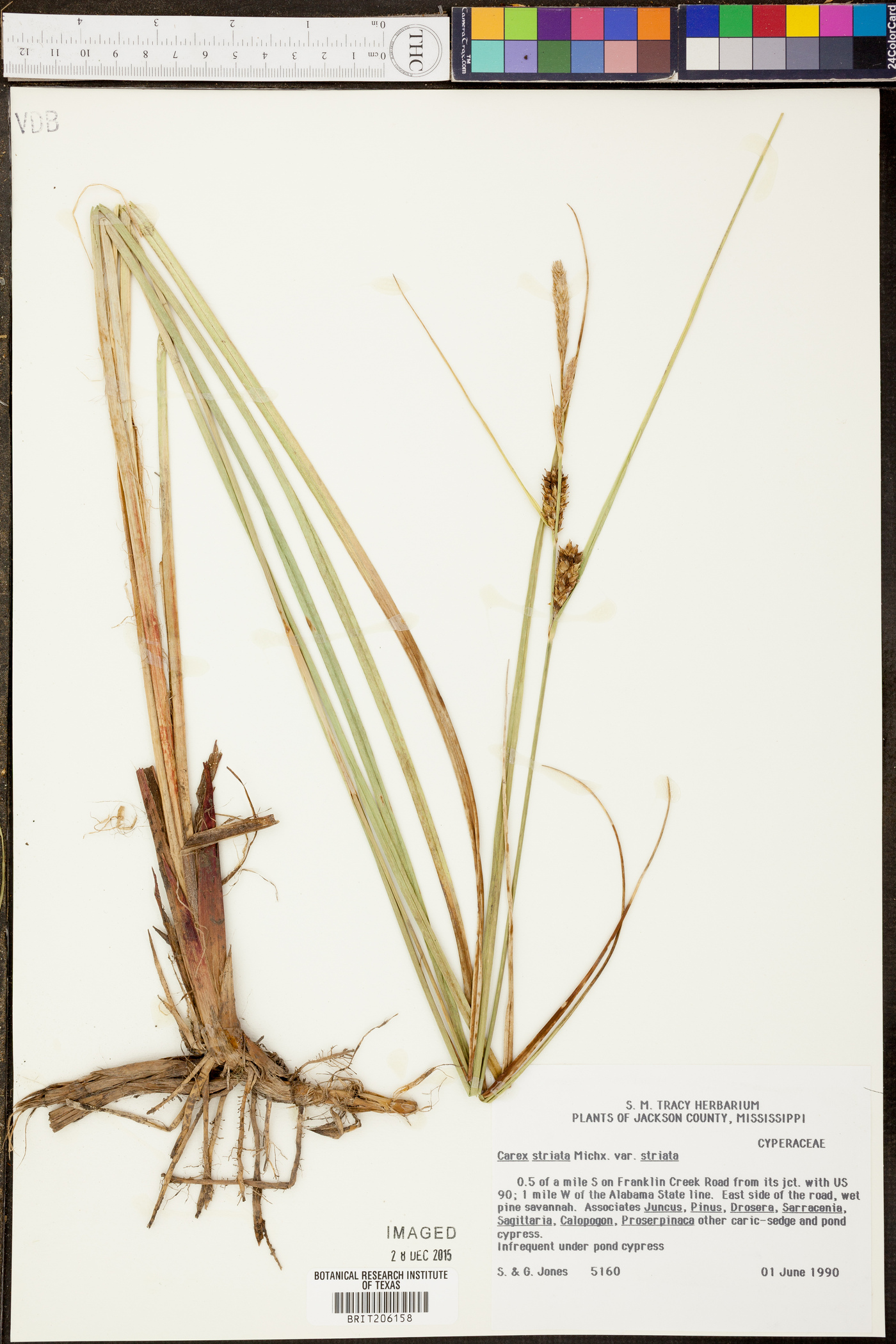 Carex striata var. striata image