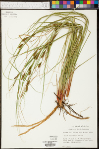 Carex striata image