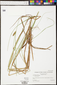 Carex striata image