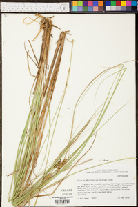 Carex striata image