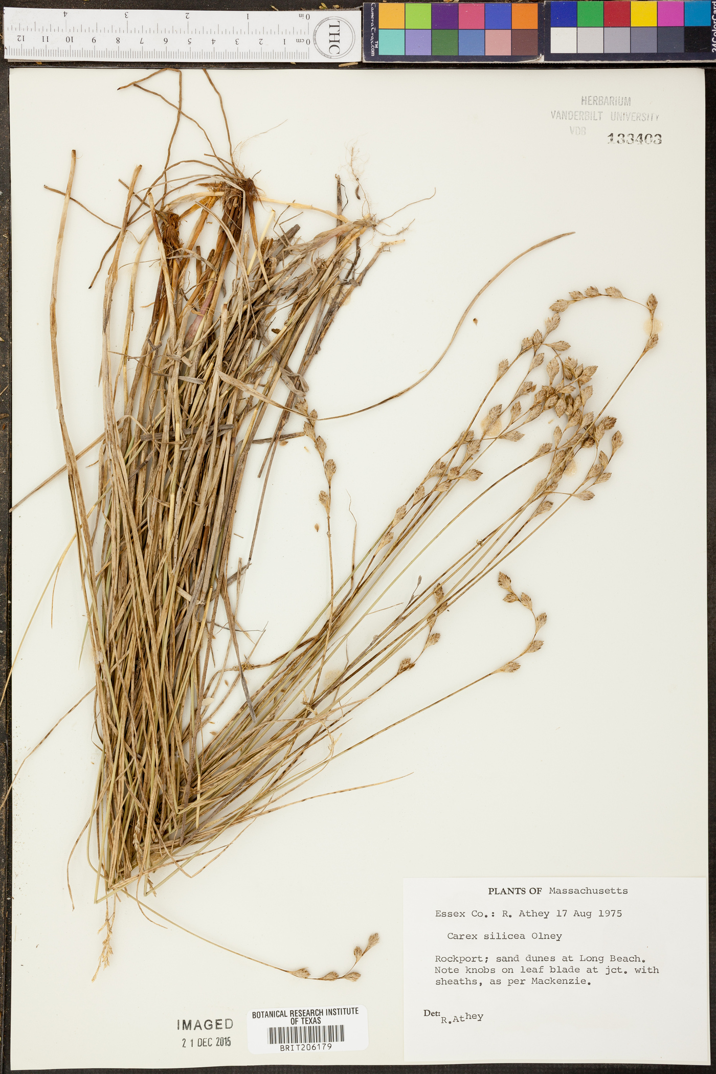 Carex silicea image