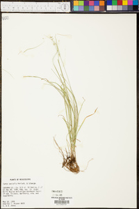 Carex socialis image