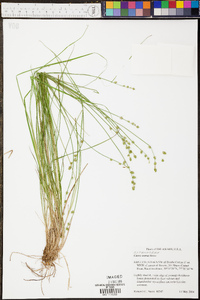 Carex seorsa image