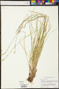 Carex seorsa image