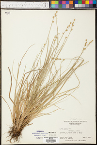 Carex seorsa image