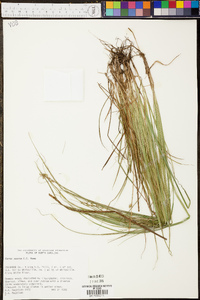 Carex seorsa image