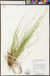 Carex seorsa image