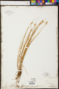 Carex straminea image