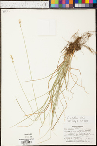 Carex retroflexa image