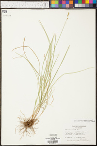 Carex retroflexa image