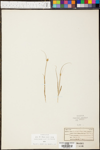 Carex retroflexa image