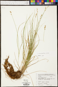 Carex retroflexa image