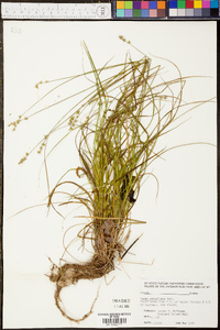 Carex retroflexa image