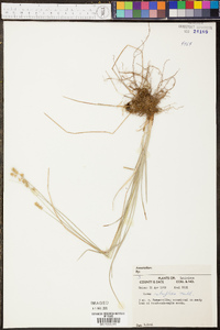 Carex retroflexa image