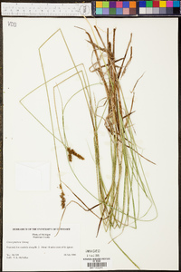 Carex prairea image