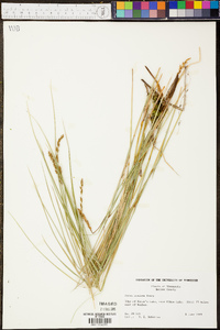 Carex prairea image