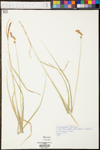 Carex projecta image