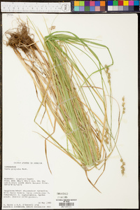 Carex normalis image