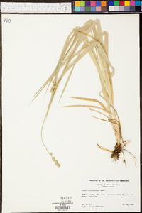 Carex sparganioides image