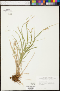 Carex projecta image