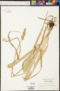 Carex stipitata image