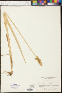 Carex stipata var. maxima image