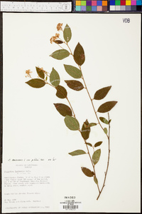 Ceanothus americanus var. pitcheri image