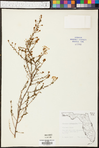 Ceanothus microphyllus image