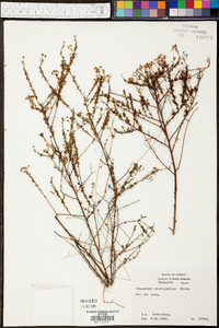 Ceanothus microphyllus image