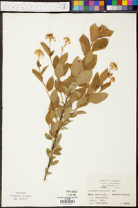 Ceanothus herbaceus image