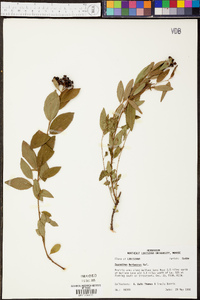 Ceanothus herbaceus image