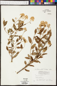 Ceanothus herbaceus image