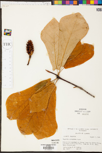 Magnolia pyramidata image