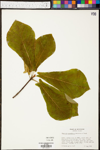 Magnolia pyramidata image