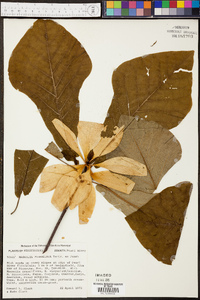 Magnolia pyramidata image