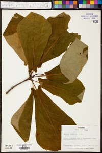 Magnolia pyramidata image