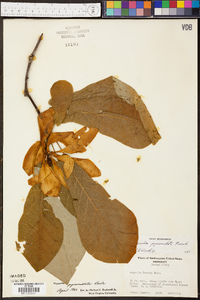 Magnolia pyramidata image