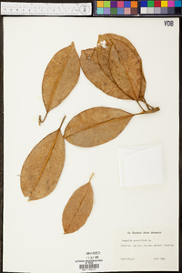 Magnolia grandiflora image