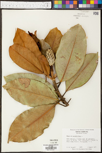 Magnolia grandiflora image