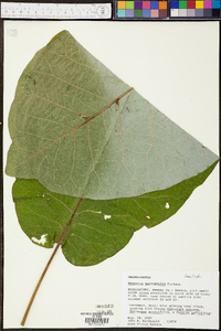 Magnolia macrophylla image