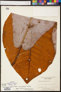 Magnolia macrophylla image